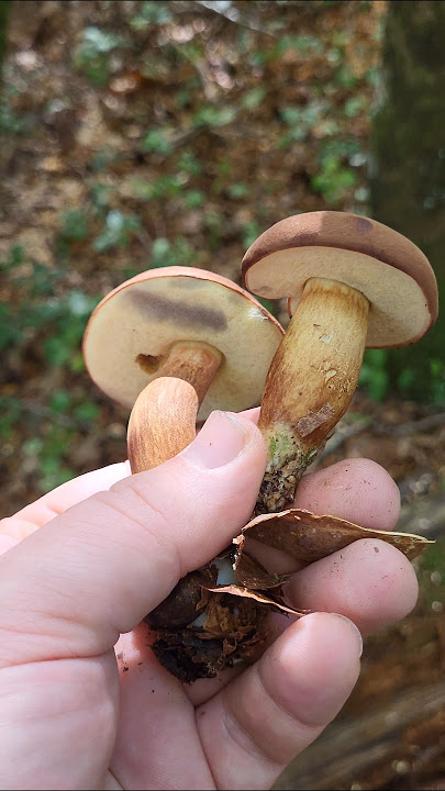 The Bay Boletus #boletus #bayboletus #mushrooms #mushroom #nature #naturelovers #harvesting #wild