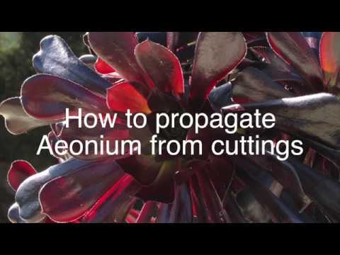 Come propagare Aeonium dai tagli - Facile