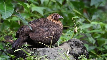 tiếng gà mái rừng kêu cục tác gọi trống. suab poj qaib tsauj zoo heev