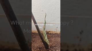 Happiness is simple… a new leaf 🌱✨ #plants #terracegardenindia #garden #relatable #fyp #pov #viral