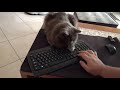 Romeo the Nebelung cat observes me playing Forza Horizon の動画、YouTube動画。