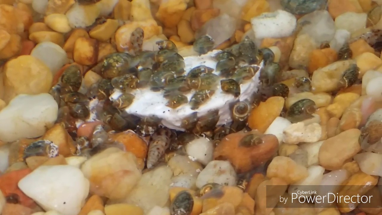 new electric catfish trip to petsmart petsupermarket youtube
