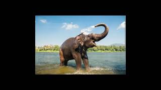 Les éléphants/象たち/The elephants