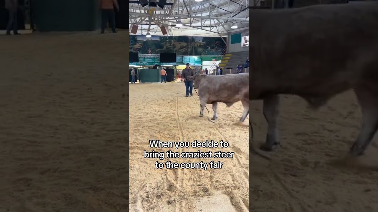 Show Steer Gone Mad Western Cowboy Cow Cowvideos