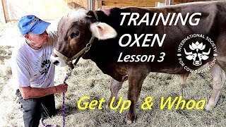 Training Oxen by Voice Commands Lesson 3 Commands Get Up & Whoa