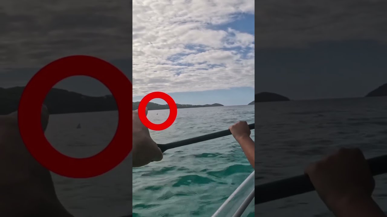 Mom And Dad Almost Got Attacked By A Shark While Kayaking Shorts