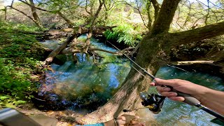 COMO Pescar en Rios Pequeños | Pesca de Trucha en México!