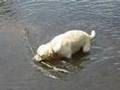 My black  yellow labrador playing quite roughly