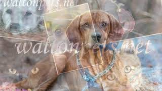 Redbone Coonhound 'Pepper' for adoption at waltonpets.net