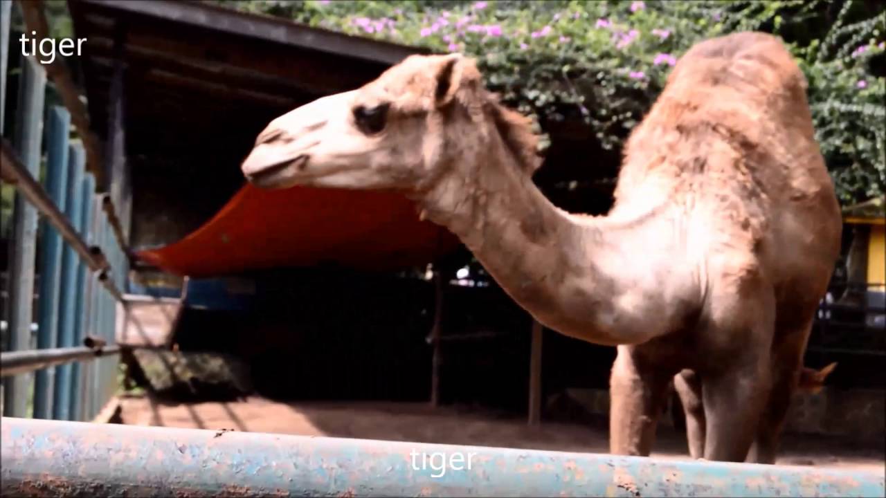 4700 Gambar Hewan Hewan Kebun Binatang Terbaik