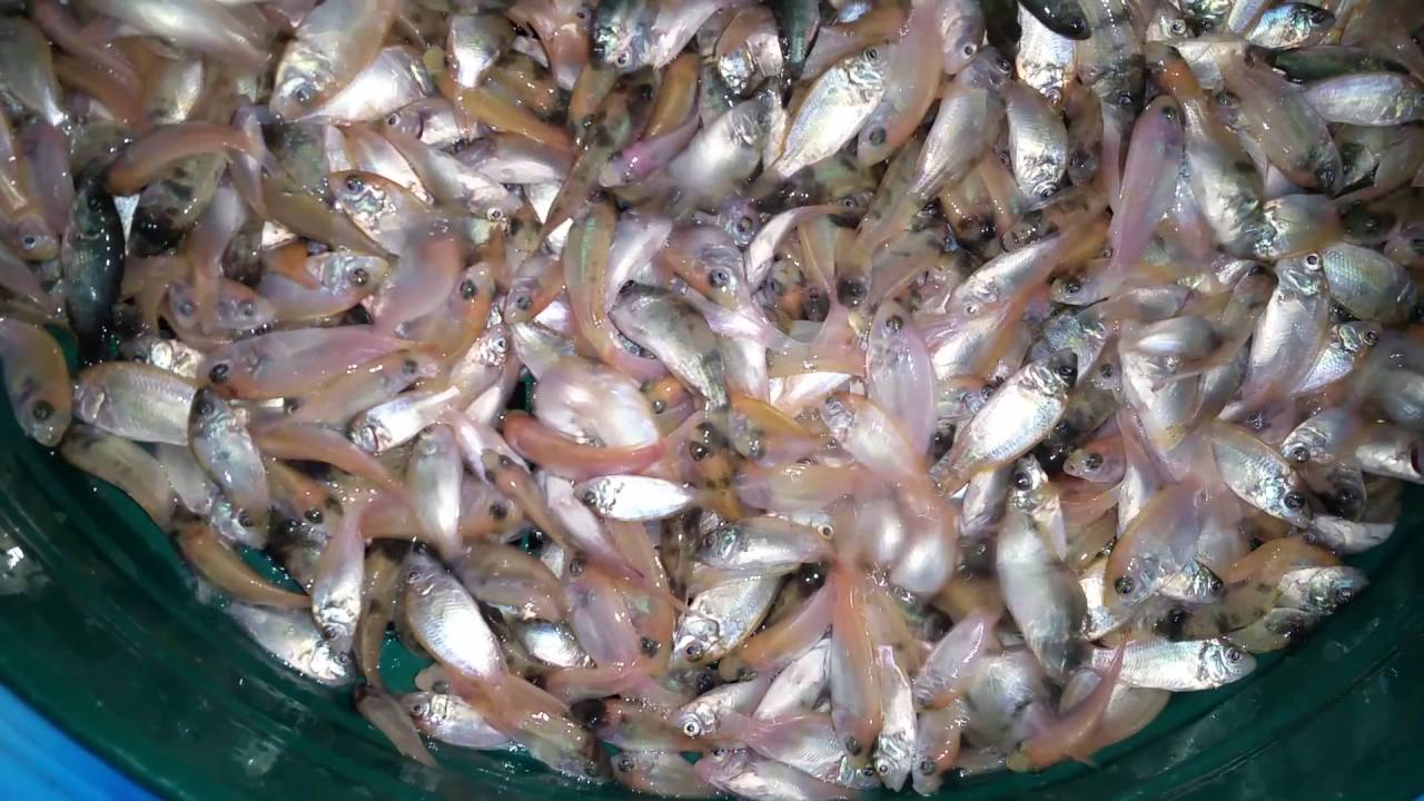 Tilapia fingerlings for sale