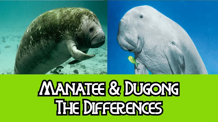 Manatee & Dugong - The Differences - DayDayNews