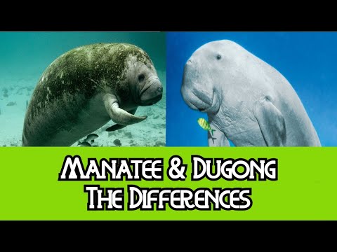 Video: Rozdíl Mezi Dugongy A Manatees