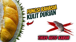 Cara usir tikus pakai kulit durian, emang bisa 😲