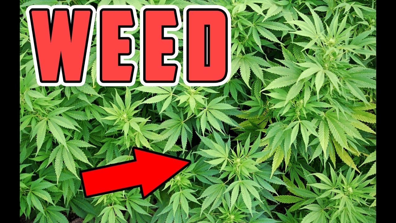 Secrets of WEED / Marijuana | Documentary 2017