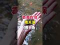 霹靂怡保南天洞餵魚 #shorts