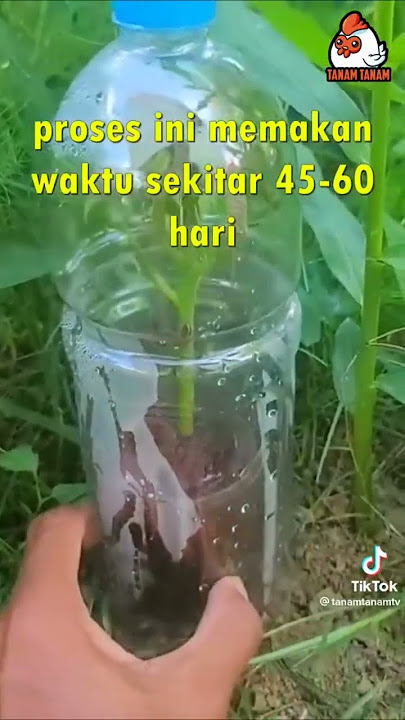 Stek mangga sumber dari tiktok #tanamtanamtv