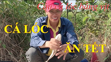 Câu cá lóc bằng vịt: bầy khói đèn, bầy lòng ròng và cái kết tết này thíu cá ăn