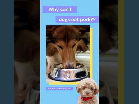 dog eats raw bacon
