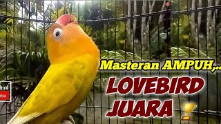 Download Lagu MASTERAN LOVEBIRD JUARA🏆, DIMULAI NGETIK LANJUT NGEKEK, JADIKAN LB MU BERMENTAL PETARUNG JOS👍 MP3 Download Lagu MASTERAN LOVEBIRD JUARA🏆, DIMULAI NGETIK LANJUT NGEKEK, JADIKAN LB MU BERMENTAL PETARUNG JOS👍 MP3