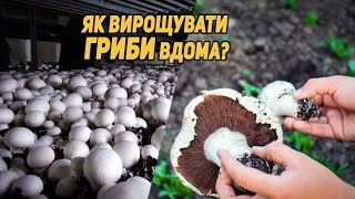 🍄 ГРИБИ ростуть ВДОМА. ПЕЧЕРИЦІ вдома легко #гриби #україна #нашсад