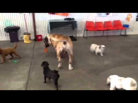 naughty-dog-school-day-care