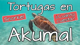 Akumal 🐢 Nado con Tortugas en Playa Akumal ✅ ¿Se puede nadar con tortugas gratis? ¿Cuánto cuesta? by oscar de guru 37,685 views 3 years ago 10 minutes, 45 seconds