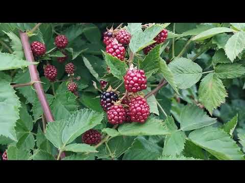 Бесшипная ежевика сорт
