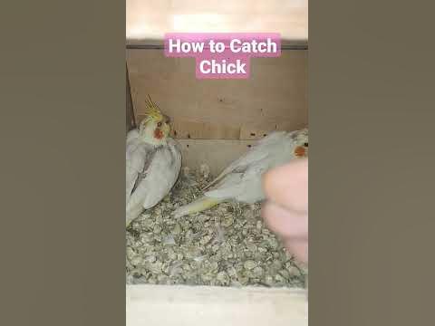 How to Catch Cockatiel Chick I #youtube #parrot #bird - YouTube