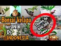 Kumpulan beragam bentuk bonsai kelapa unik di indonesia || Ipenk Real Life