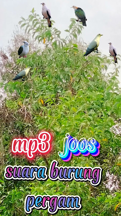 Razanya suara burung pergam
