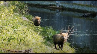 VIRTUAL DAY AT THE ZOO // Meet the bush dogs