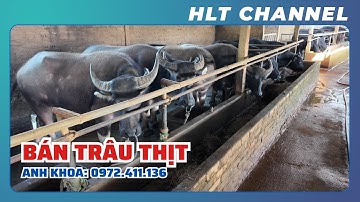 Bán Đàn Trâu Thịt Bác Nào Cần Liên Hệ Ạ! - Bác Chủ Vỗ Khéo Trâu Bò Lớn Nhanh Quá