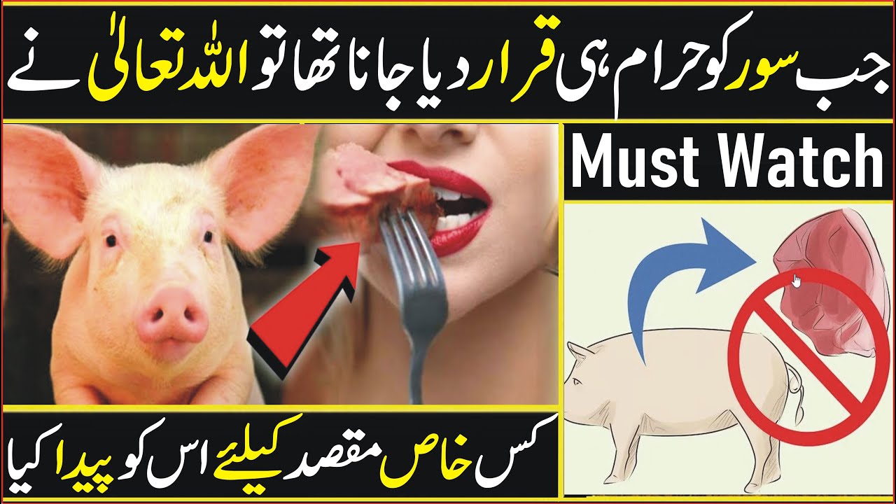 Why Did Allah Create The Pig Why Pork Meat Is Haram In Islam why-did-allah-create-the-pig-why-pork-meat-is-haram-in-islam