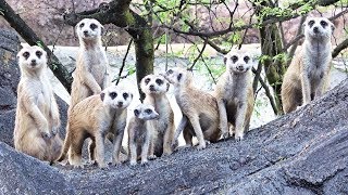 Baby Meerkats at Disney's Animal Kingom Park, Gorilla Falls Exploration Trail - Walt Disney World