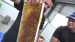 First honey harvest.