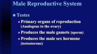 Lecture 15 part 1- Reproductive Anatomy of Bulls screenshot 5