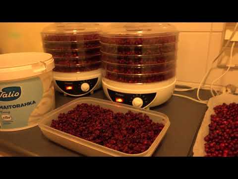 Video: Kuinka Tehdä Kuivattua Aprikoosikompottia