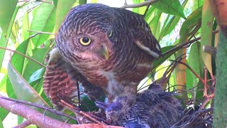 Owl Attacks And Grabs Out Baby Birds In Nest! – Bird Killing Other Bird's Baby, Steals Chicks