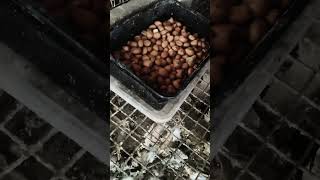 BREEDING TIPS. ALL PIGEONS