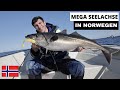Mega Seelachse, Livebisse & Fisch auf Fisch | Spinnfischen auf Seelachs in Norwegen | NO#3