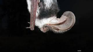 Monitoring bats with ODFW