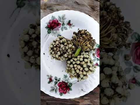 Wideo: Zbieranie nasion cebuli - Jak zbierać nasiona cebuli