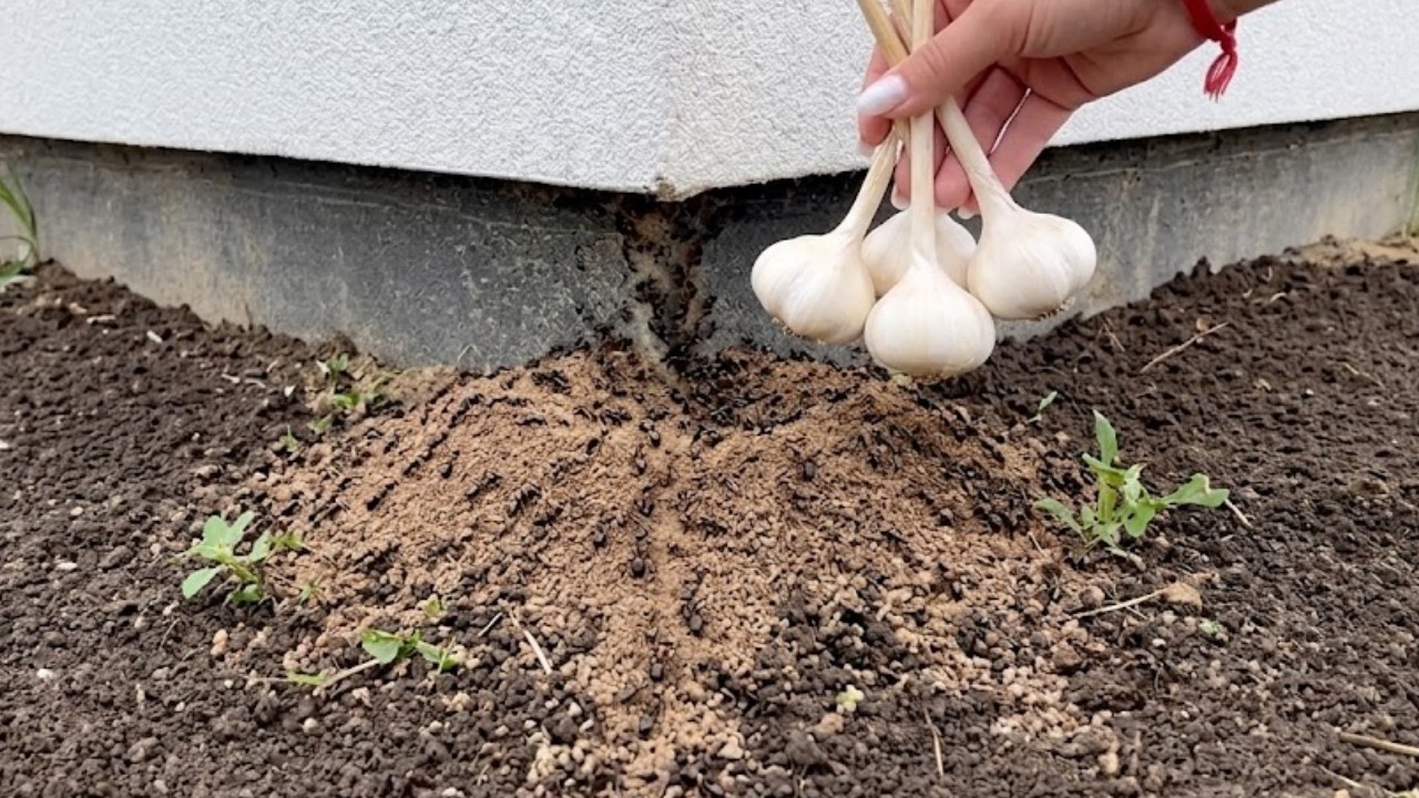 Die erste Ameise sah ich am Frühstücksteller – und dachte noch, es sei ein Zufall. Am nächsten Morgen war die ganze Küche eine schwarze, kribbelnde Straße. Sie krochen über die Arbeitsplatte, in...