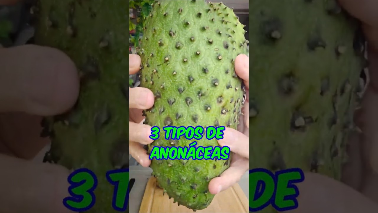 🍃 Graviola, Pinha e Atemóia – Você conhece essas frutas tropicais incríveis? 🥭🍭🍐