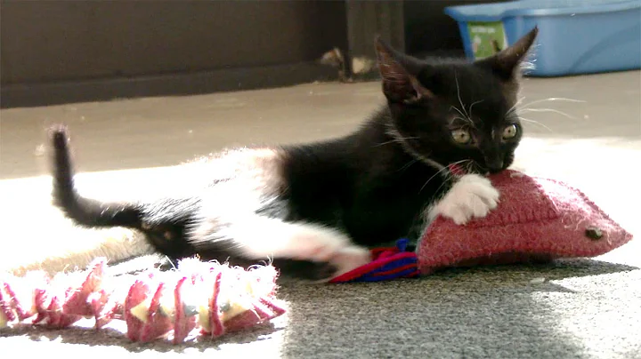 Watch the video about Kitten Toys Supporting The Snow Leopard Trust