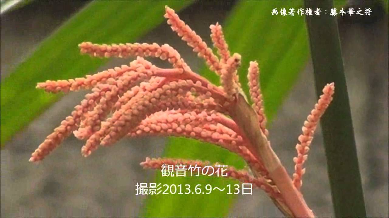 特ダネ集 30年に一度咲く貴重な花 観音竹の花 ｎｈｋ６月月間賞動画 Youtube