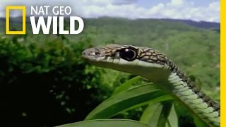 Borneo's Flying Reptiles | Wild Borneo