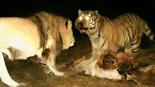 Реальная Битва Льва Против Тигра Заснятая На Камеру