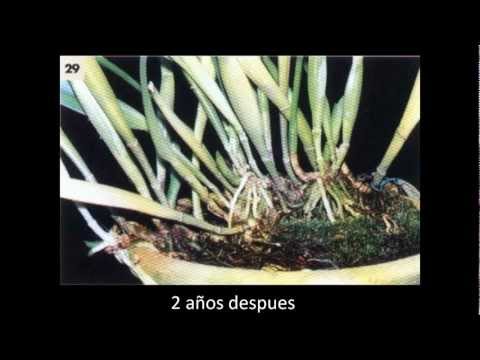 orquideas como reproduzir todas